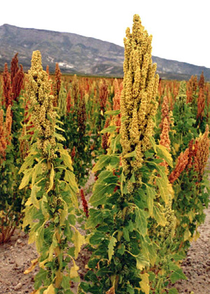 Quinoa plant